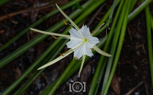 Alligator lily (Hymenocallis palmeri)