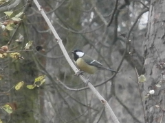 Parus major
