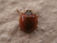 Harmonia axyridis
