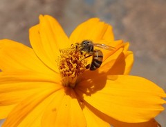 Apis mellifera