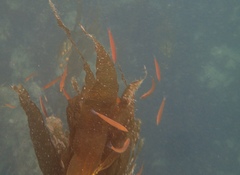 Halichoeres californicus