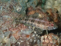 Throatspotted Blenny photo 4