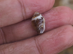 Mitridae