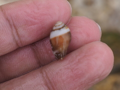 Mitridae