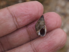 Nassarius reeveanus