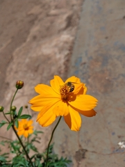 Apis mellifera
