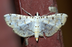 Pycnarmon