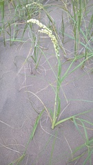 Panicum racemosum