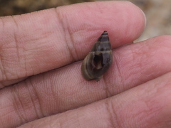 Nassarius reeveanus
