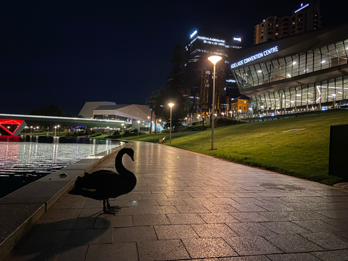 Cygne noir