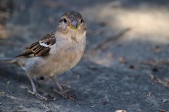 Passer domesticus