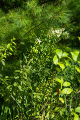 Spiraea alba alba