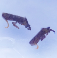 Isotomurus maculatus