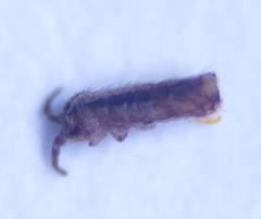 Isotomurus maculatus