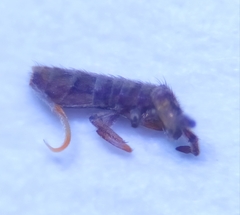 Isotomurus maculatus