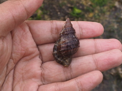 Dulcerana granularis