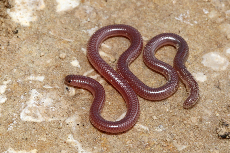 Trans-Pecos Blind Snake