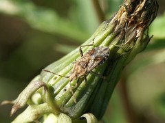 Stictopleurus punctiventris
