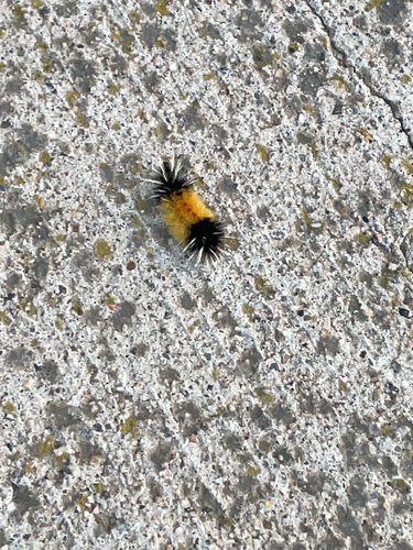 Spotted Tussock Moth