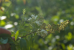 Spiraea alba alba