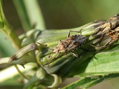 Stictopleurus punctiventris