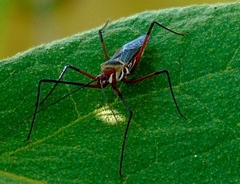Zelus grassans
