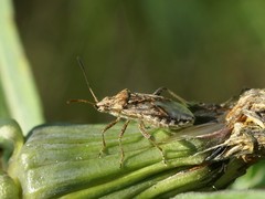 Stictopleurus punctiventris