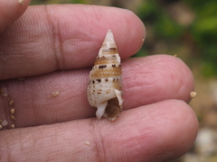 Cerithiidae