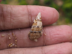 Cerithiidae