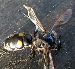 Campsomeris bistrimacula