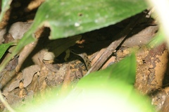 Dendrophidion dendrophis