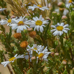 Eumorphia sericea robustior