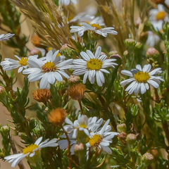 Eumorphia sericea robustior