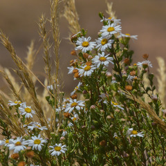 Eumorphia sericea robustior