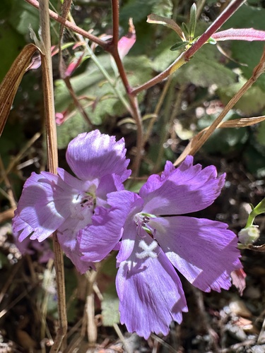 Clarkia lewisii, photograph 6
