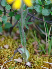 Tephroseris lindstroemii