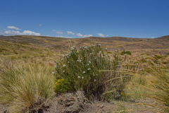 Eumorphia sericea robustior