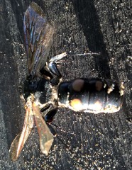 Campsomeris bistrimacula