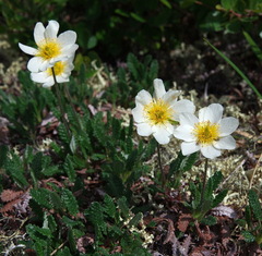 Dryas ajanensis