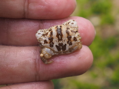 Leptodius sanguineus