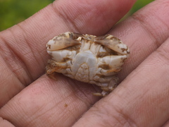 Leptodius sanguineus