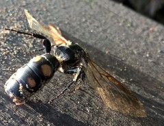 Campsomeris bistrimacula