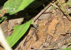 Dendrophidion dendrophis