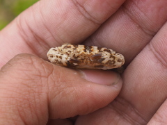 Leptodius sanguineus