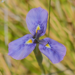 Moraea dracomontana