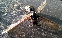 Campsomeris bistrimacula