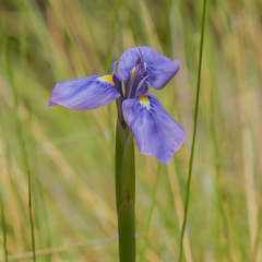 Moraea dracomontana