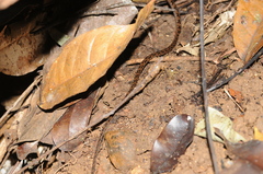 Dendrophidion dendrophis