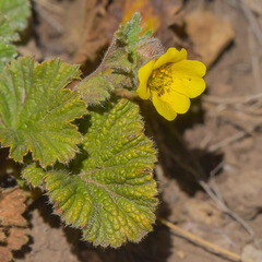Geum capense