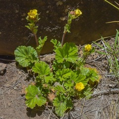 Geum capense